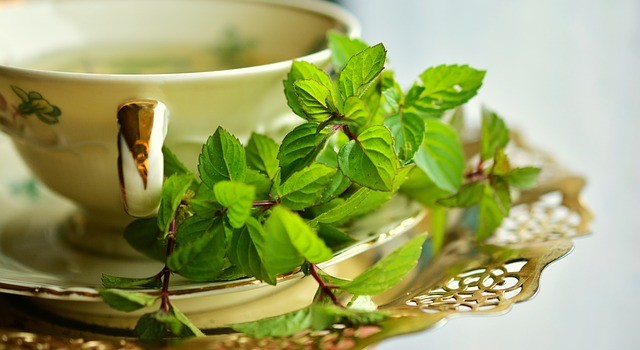 SUS abre inscrições para curso gratuito a distância de Plantas Medicinais