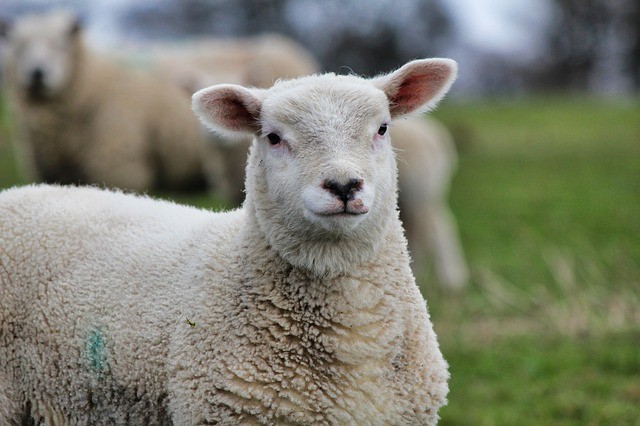 Ouro Fino abre vaga de estágio em medicina veterinária