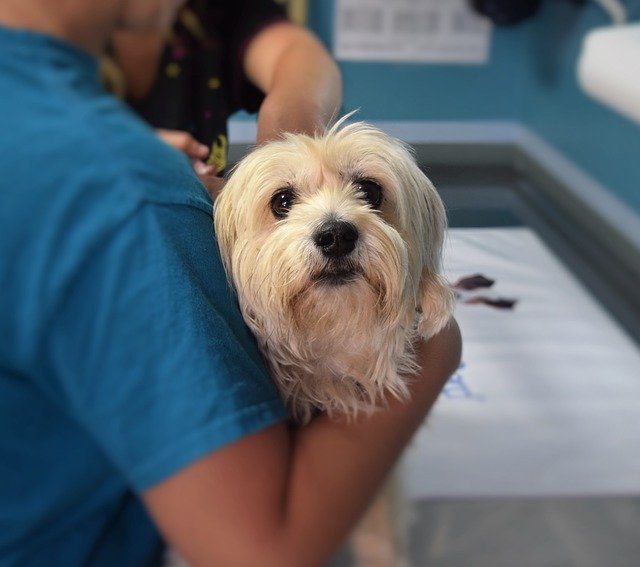 bolsa-de-estudos-2021-médico-veterinário